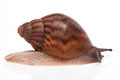 Achatina achatina achatina Ghana typ 2a adult import